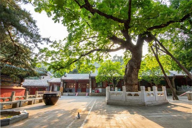 IM电竞 电子竞技平台“京西小故宫”修缮重开！古寺寻幽、山林品茶北京最美秋天在这(图18)