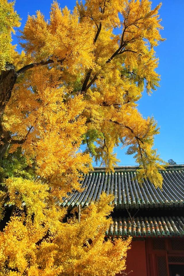 IM电竞 电子竞技平台“京西小故宫”修缮重开！古寺寻幽、山林品茶北京最美秋天在这(图39)