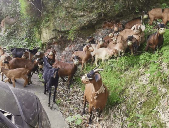 IM电竞 IM电竞平台【散文】邛崃石笋山上的戴口罩山羊‖袁征(图8)